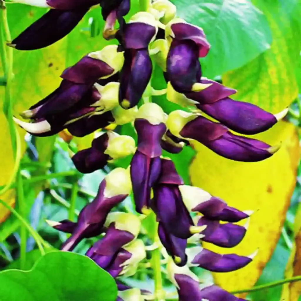 Velvet Bean (Mucuna Pruriens)